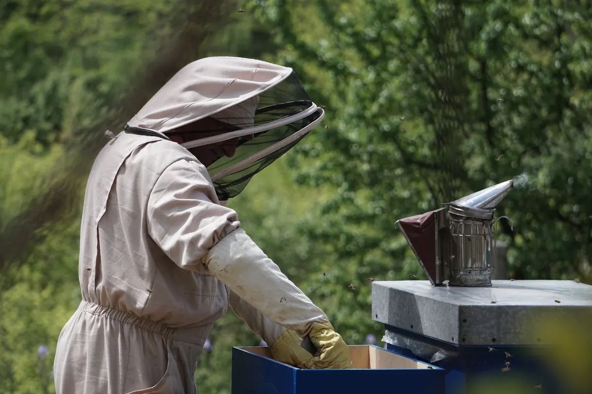 Beekeeping for Beginners: What to Do in Your First Spring