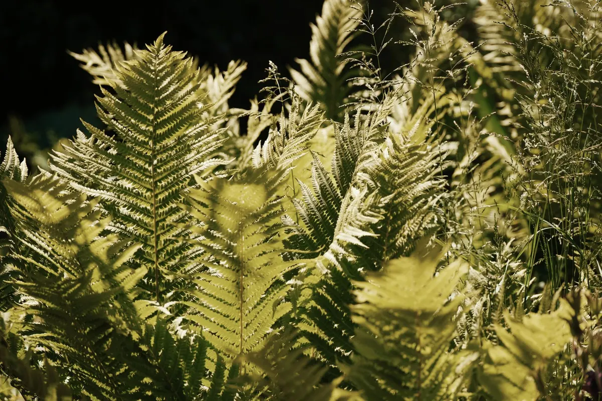 Beginner's Guide to Keeping Ferns Alive in UK Shade