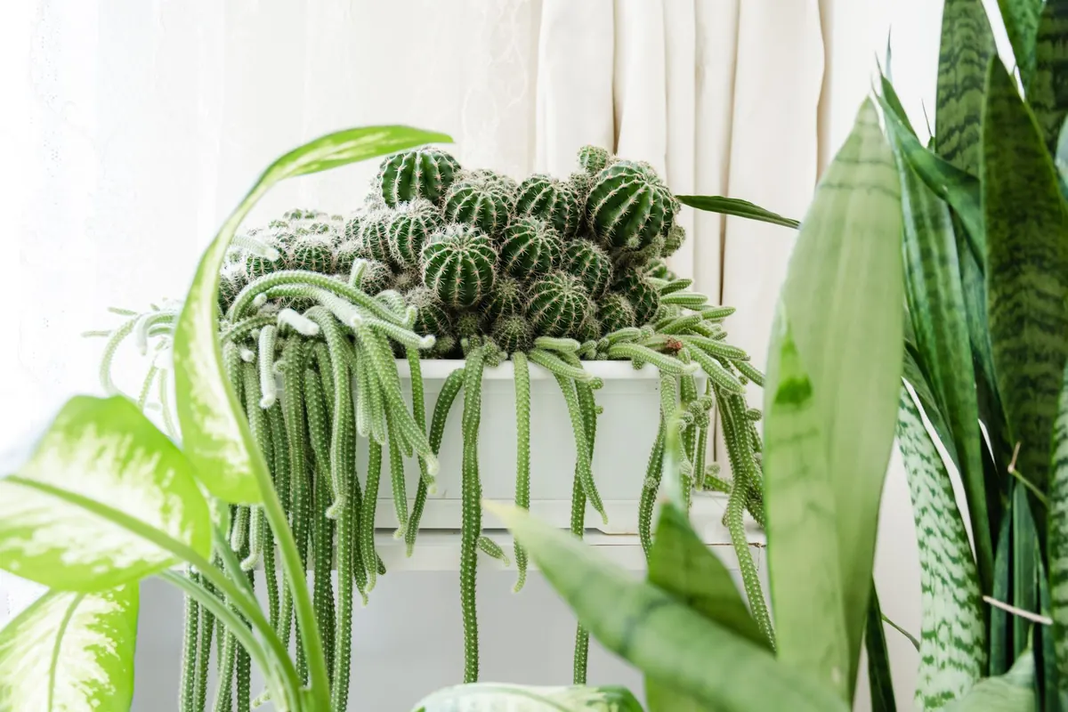 Best Low-Light Indoor Plants for Dark UK Flats: A Comparison