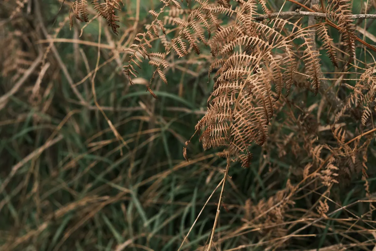 Fern Dormancy Explained: Why Outdoor Ferns Turn Brown in Winter