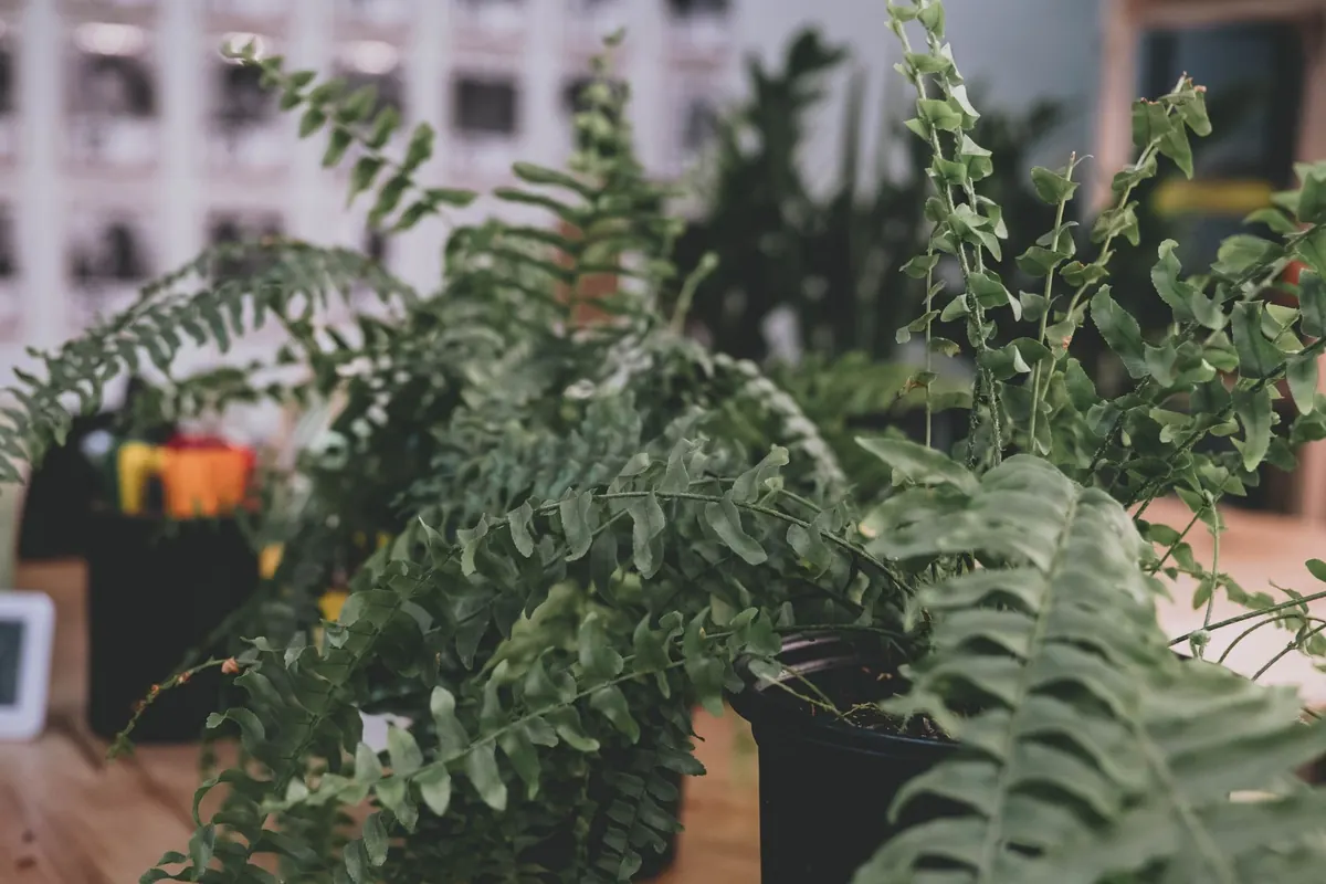 How to Revive a Crispy Boston Fern After Central Heating Season