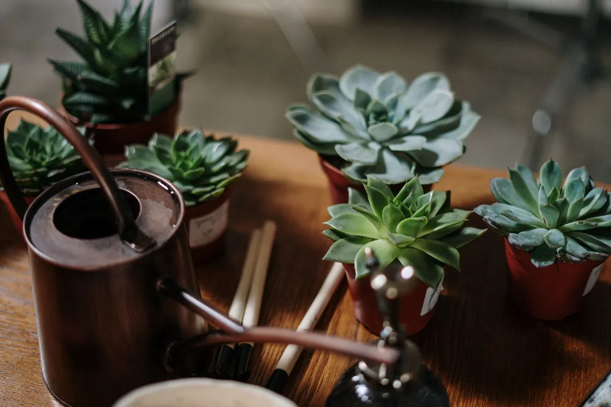 How to Water Indoor Plants While on Holiday: 7 Simple Methods