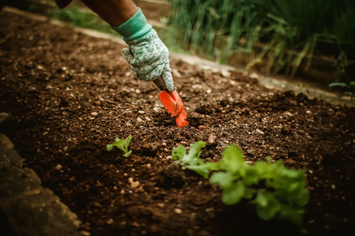 Is Peat-Free Compost Worth It? A Comparison for UK Gardeners