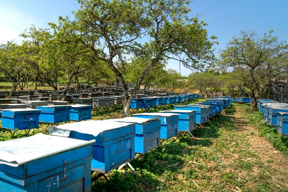 Urban Beekeeping in the UK: Rules, Space and Neighbour Considerations